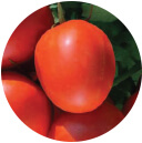 Tomato Seeds Exporters - F-1 3001