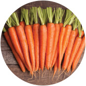 carrot seeds suppliers