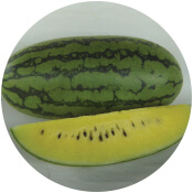 Watermelon seeds in gujarat